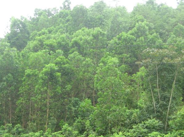 Bảo vệ rừng giúp giảm thiểu tác động của biến đổi khí hậu